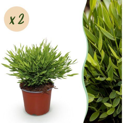 Lot de 2 Plantes d'intérieur Bamusa Pogonatherum Monica Herbe de Bambou Vert Pot 12 cm H30-35 cm - PANGIVO (1/5)