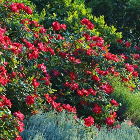 Gardenaria Rosa paesaggistica 'Red Knock Out' Meilland - Rosa da giardino - Altezza: 25/30 cm (vaso19) (1/5)