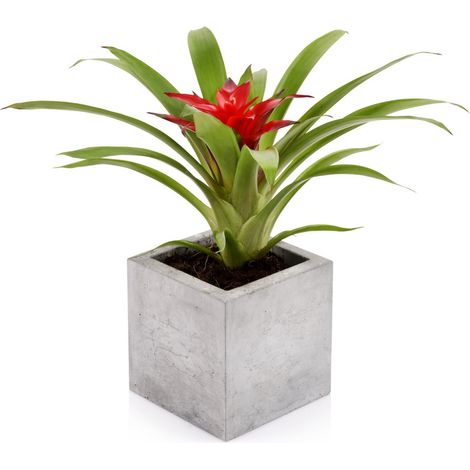 Beske-Manufaktur Beton Blumentopf Pflanztopf Blumenkübel Pflanzgefäß Kubik S 13x13x13 cm (1/5)