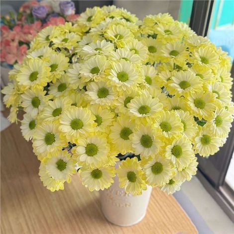 Kit Graines de Marguerites ‘Angie’ – 2000 Graines – Jaune – Fleurs Doubles – Avec Engrais – Jardin Balcon