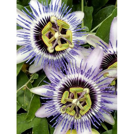 Passiflore 'Damsel's Delight' Pot de 2L/3L