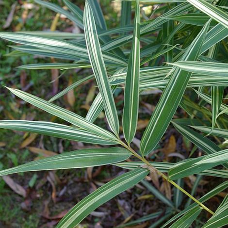 Bambou nain variegatus - Pleioblastus variegatus - pot