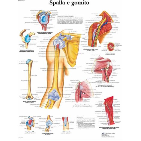 3B Scientific VR4170UU Spalla e Gomito