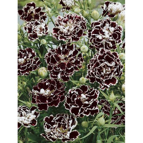Œillet 'Chianti' le sachet de 200 graines (0,25g) (1/2)