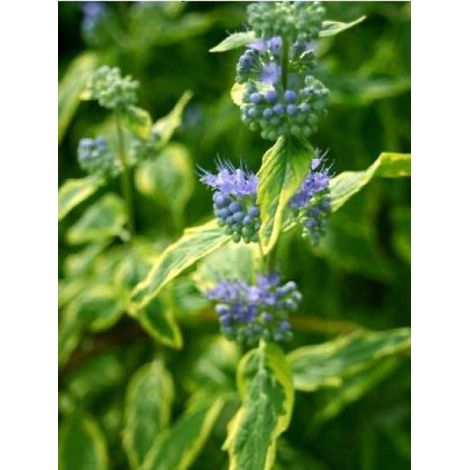 Barbe-bleue, Spirée bleue 'Summer Sorbet'® Pot de 3L/4L