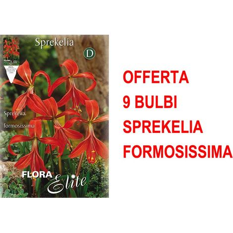 OFFERTA 9 BULBI SPREKELIA FORMOSISSIMA GIGLIO DEGLI ATZECHI BULBS