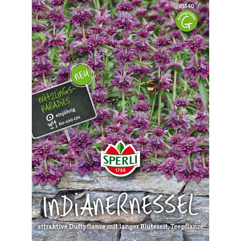 Sperli Indianernesseln violett - Blumensamen (1/4)