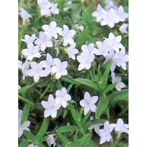 Grémil 'Cambridge Blue' Godet de 8/9 cm (1/2)