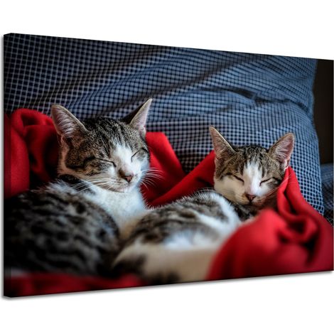 Lienzo impreso con la imagen de gatitos durmiendo (120 x 80 cm).