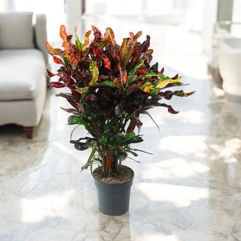 Gardenaria Codiaeum variegatum 'Mammi' - Pianta da interno ornamentale - Altezza: 130 cm (vaso 27) (1/5)