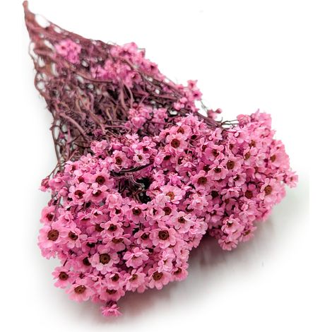 Oxodia seca - Rosa