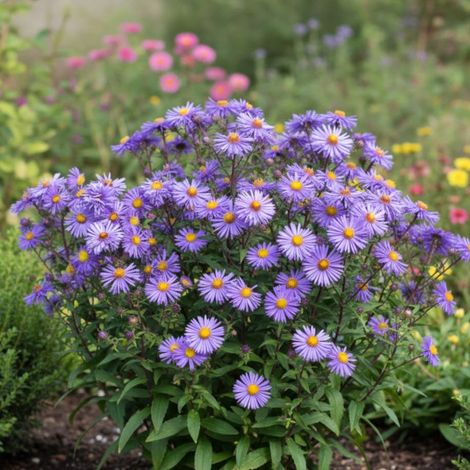 Aster grand d'automne Barr's Blue/Godet - 5/20 cm