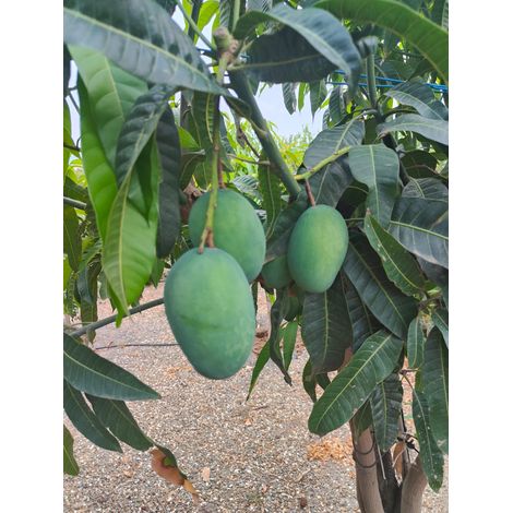 Pianta di Mango Pigna – Albero Tropicale da Frutto dal Gusto Dolce e Intenso (1/5)