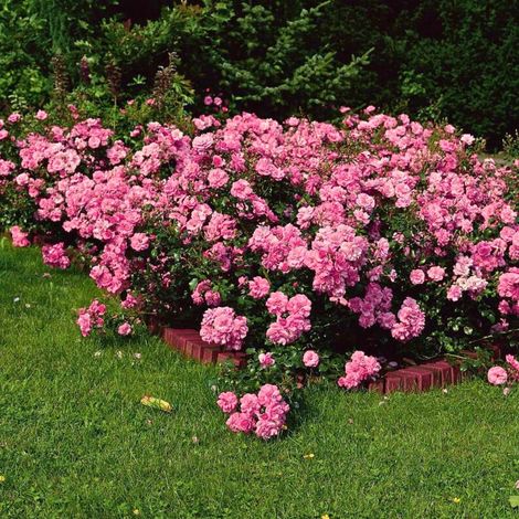 Gardenaria Rosa 'Mirato' - Rosa da giardino - Altezza: 25/30 cm (vaso15) (1/3)