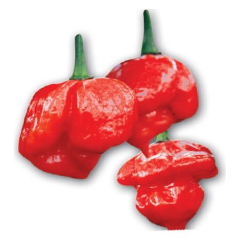 PIANTA DI PEPERONCINO TRINIDAD SCORPION ROSSO (IN VASO Ø 14CM) (1/5)