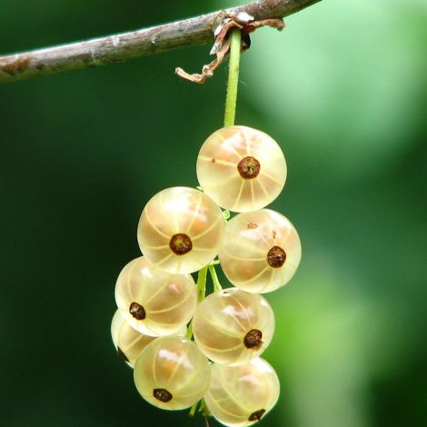 Groseillier à grappes Blanka/Pot de 5L (1/5)
