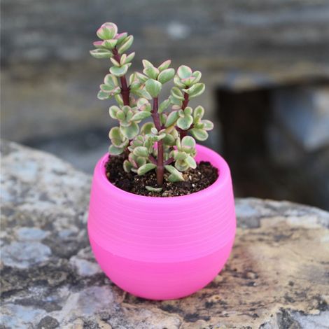 Pot de Fleurs Miniature pour Semis Succulentes - Récipient en Plastique pour Balcon Jardin Terrasse Rouge Rose (1/2)