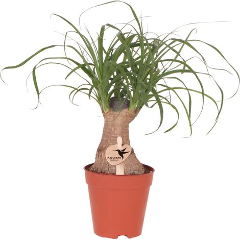 Beaucarnea Pied d'Éléphant Plante Verte d'Intérieur Facile d'Entretien Pot Ø 9 cm - PANGIVO