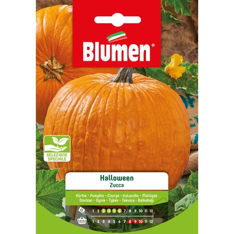 SEMI ZUCCA HALLOWEEN BIG MAX