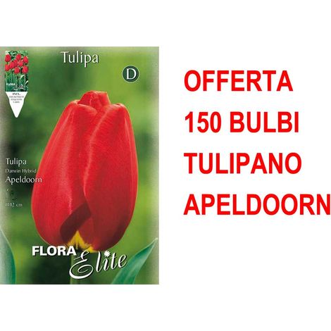 OFFERTA 150 BULBI TULIPANO DARWIN HYBRID APELDOORN BULBS