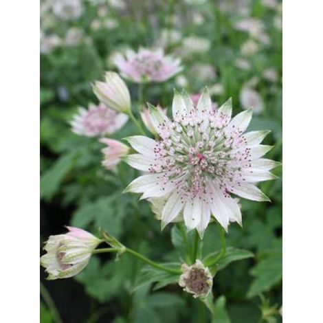 Grande Astrance 'Pink Sensation' Godet de 8/9 cm (1/3)