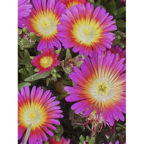 Pourpier 'Wheels of Wonder Hot Pink' Godet de 7/8 cm
