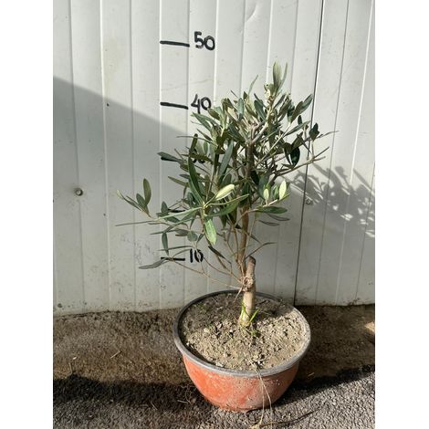 Ulivo bonsai h50 foto reali