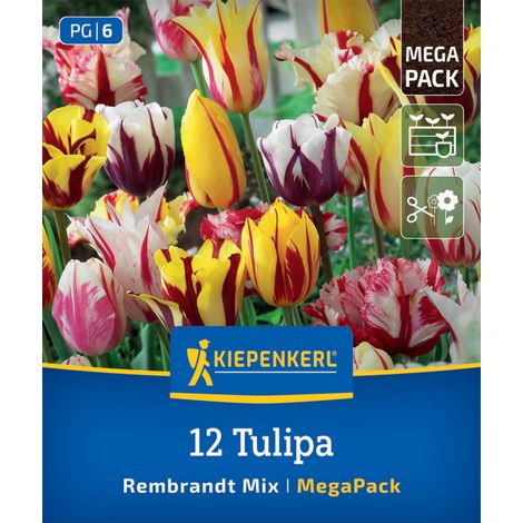Kiepenkerl Herbstblumenzwiebel Tulpen Rembrandt-Tulpen Mischung 12 Stück (1/2)