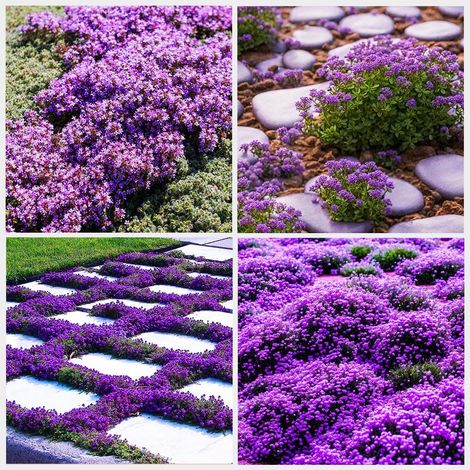 Thymiansamen – 10000 Samen für Küche, Garten & Balkon, Einfache Aussaat & Duftende Kräuter, Violett (1/5)
