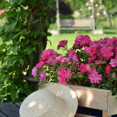 Rosier paysager Decorosier® Emera® 'Noatraum'/Pot de 5L - 40/60 cm (1/5)