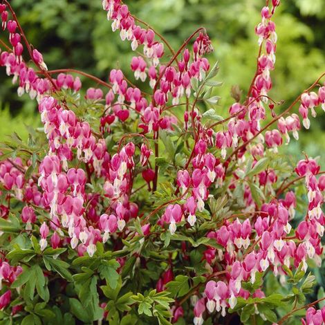 4 x Cœur de Marie - Dicentra spectabilis  - godet 9x9 cm