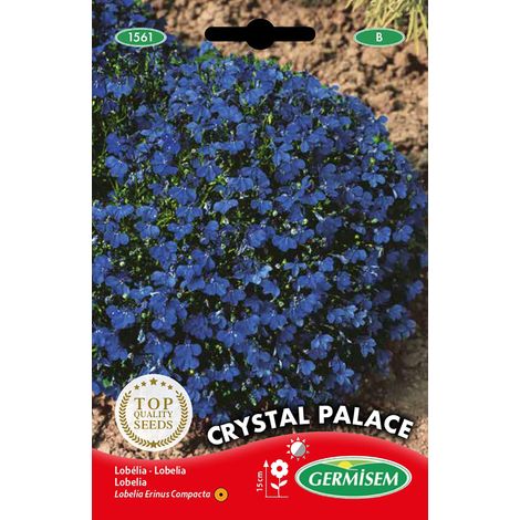 Graines de Lobelia 0.3 g EC1561 Multicolore