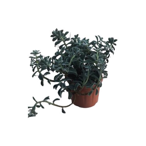 Echeveria setosa V25