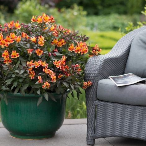Alstrœmères Indian Summer® 'Tesronto', Lis des Incas/Pot de 5L - 40/60 cm (1/2)