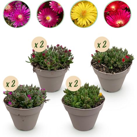 Delosperma Mix Lot de 8 Plantes Couvre-sol Rustiques Fleurs Multicolores Pot 14 cm Hauteur 17 cm - PANGIVO (1/5)