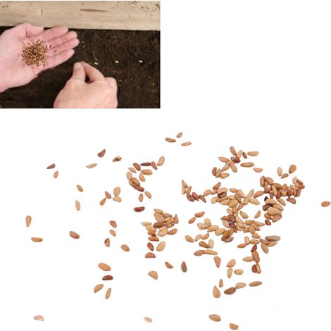 100 graines de rosiers grimpants pour jardin. (1/5)