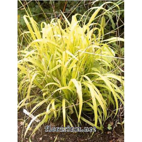 Milium effusum 'Aureum' Pot de 1L/1,5L (1/2)