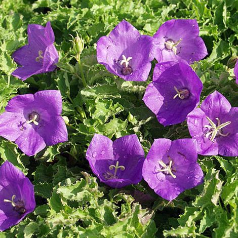 4 x Campanule  - Campanula carpatica 'Blaue Clips'  - godet 9x9 (1/4)