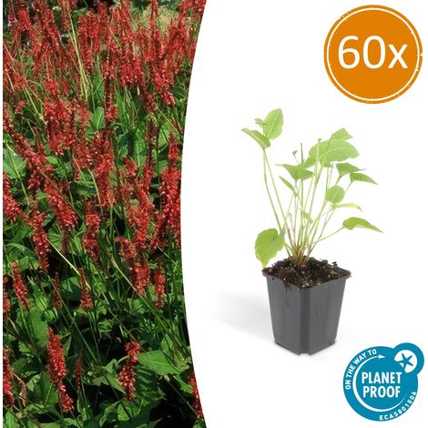 Lot de 60 Persicaria amplexicaulis - Renouée Amplexicaule à Fleurs Rouges - 10-25 cm - Ø 9 cm - PANGIVO (1/5)