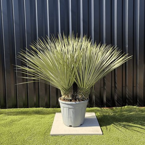 Yucca Rostrata Double Troncs H.110 cm (1/4)