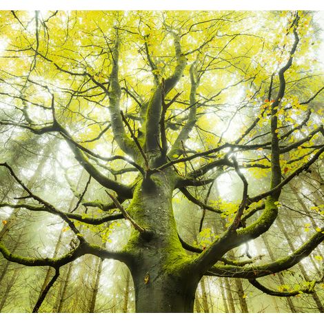 papier peint panoramique arbre vert - Sanders & Sanders (1/4)