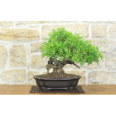 Bonsai di Lentisco (76) (1/5)