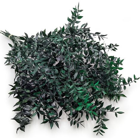 Ruscus estabilizado - (Ruscus) - Verde (1/5)