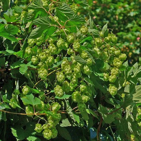 4 x Houblon doré - Humulus lupulus 'Magnum' - godet 9x9 cm