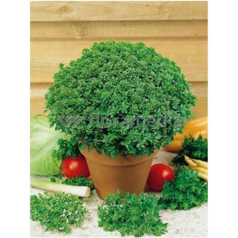 Basilic grand vert 'Pistou' le sachet de 600 graines (1g)