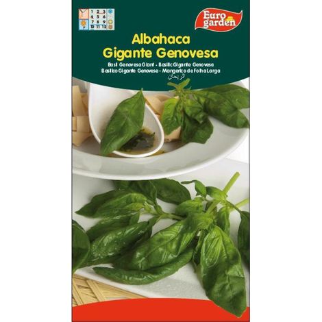 SEMILLAS FITO AROMATICAS ALBAHACA GIGANTE GENOVESA=01710
