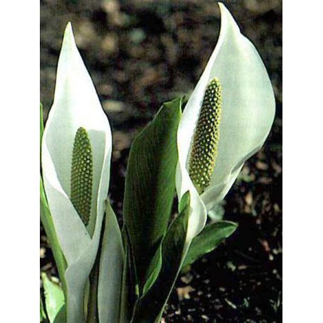 Arum bananier blanc Godet de 8/9 cm