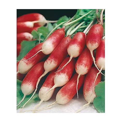 RADIS FLAMBOYANT