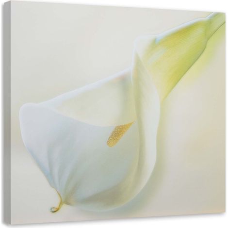 Tableau sur toile Callas fleurs nature blanc 60x60 (1/5)