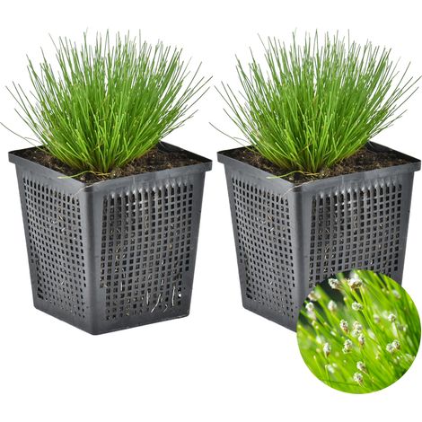 Bloomique - Lot de 2 - Scirpus Cernuus - Scirpe retombant - Plantes de bassin - Plantes aquatiques - Rustique - Hauteur 10-20 cm - Pot 11 cm